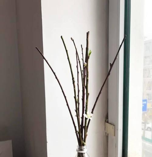 干枝花的养护方法和常见问题是什么？