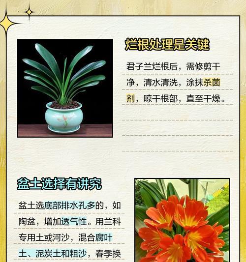 君子兰烂根的判断方法是什么？