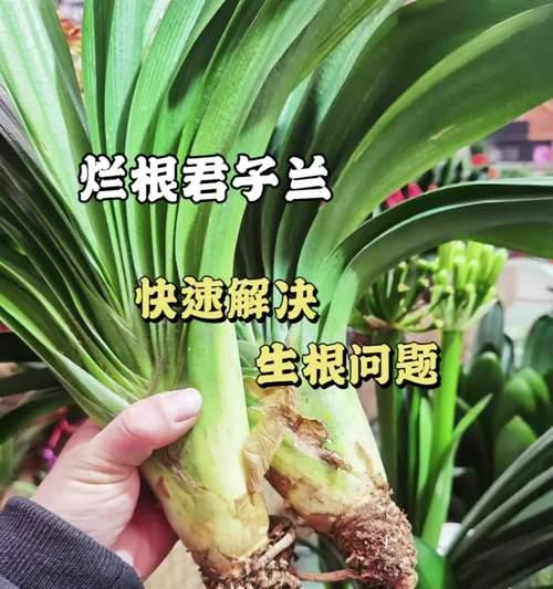 君子兰烂根的判断方法是什么？