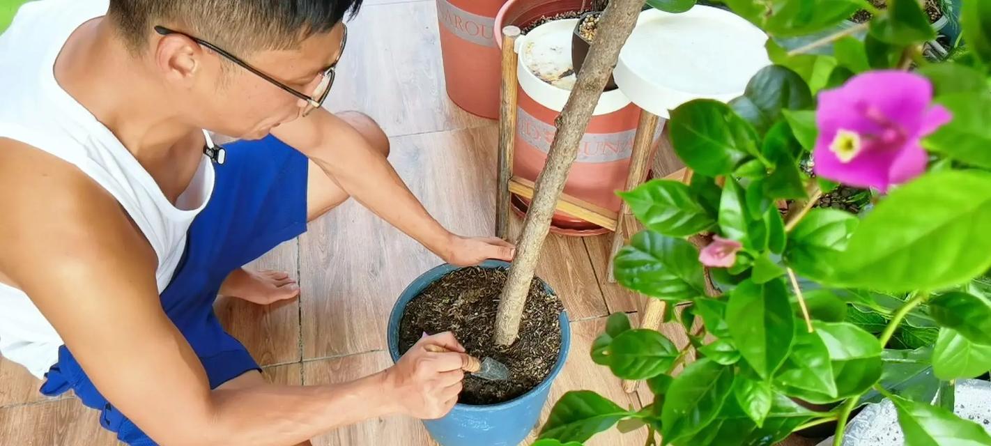 三角梅不开花怎么办？怎样促进开花？