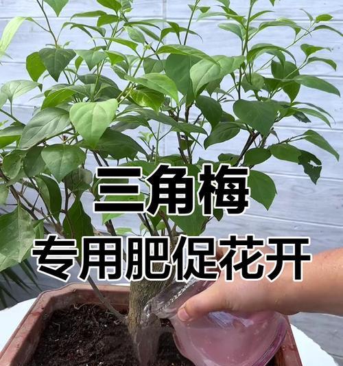三角梅不开花怎么办？怎样促进开花？