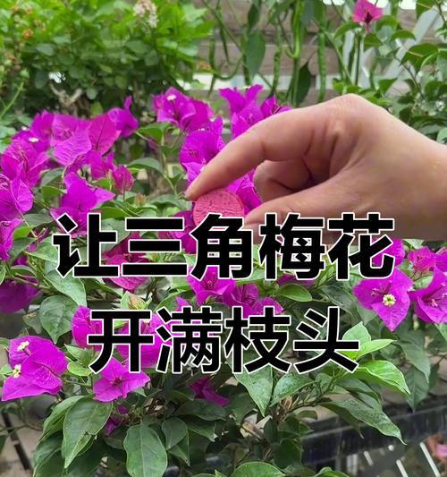 三角梅不开花怎么办？怎样促进开花？