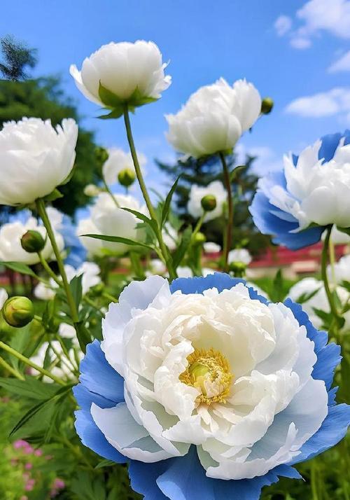 牡丹花什么时候种好？牡丹花的最佳种植季节是什么时候？