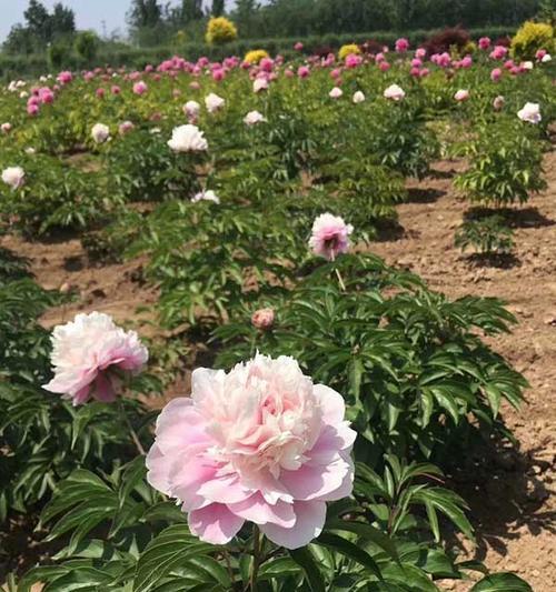 牡丹花什么时候种好？牡丹花的最佳种植季节是什么时候？