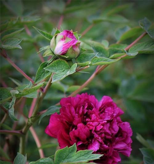 牡丹花什么时候种好？牡丹花的最佳种植季节是什么时候？