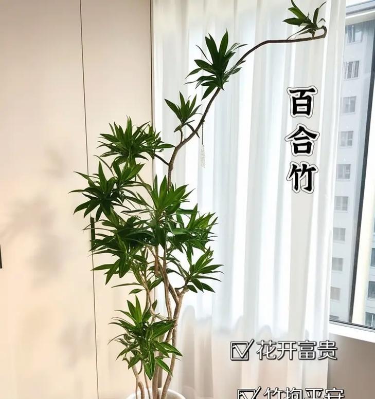 室内高档花卉有哪些推荐？如何打造高雅的室内花卉环境？
