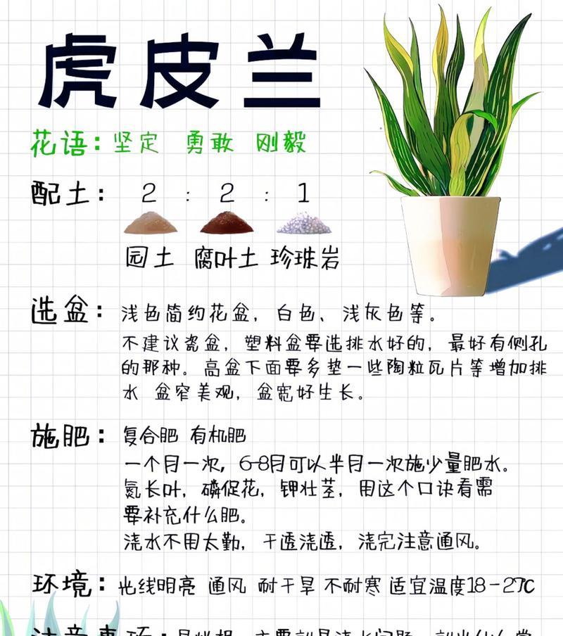 虎皮兰移栽的正确步骤是什么？移栽后如何管理？
