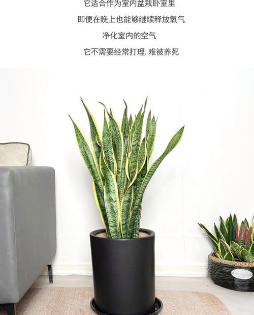 虎皮兰移栽的正确步骤是什么？移栽后如何管理？