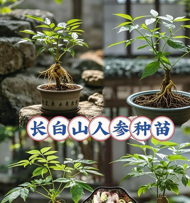 人参榕的培育方法是什么？如何促进其生长？