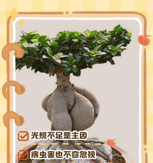 人参榕的培育方法是什么？如何促进其生长？