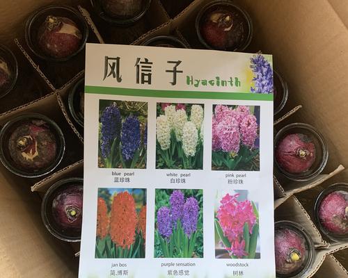 风信子保存的正确方式是什么？