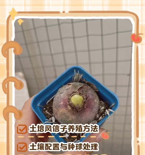 风信子保存的正确方式是什么？