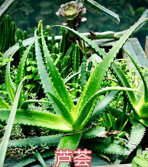 品种芦荟的种类有哪些？品种芦荟的养护方法是什么？