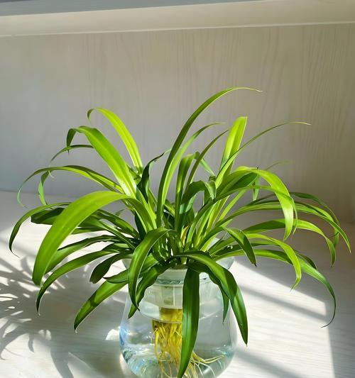 吊兰品种有哪些？哪种吊兰最适合室内种植？
