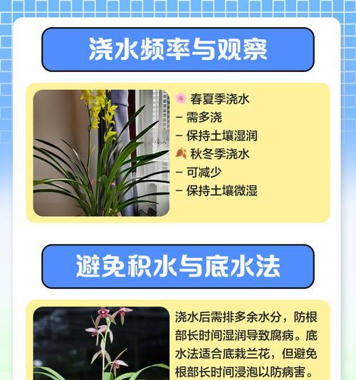 水培兰花的方法是什么？步骤详解！