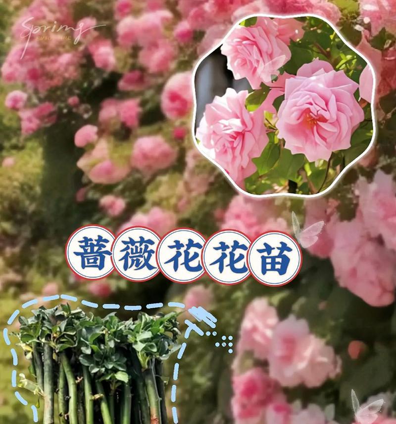 蔷薇修剪的最佳时机是什么时候？如何修剪？