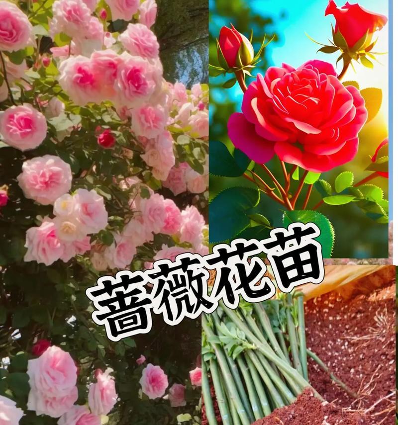 蔷薇修剪的最佳时机是什么时候？如何修剪？