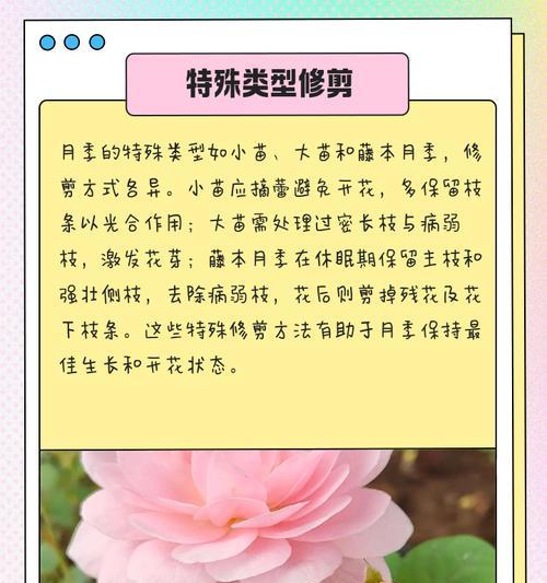 蔷薇修剪的最佳时机是什么时候？如何修剪？