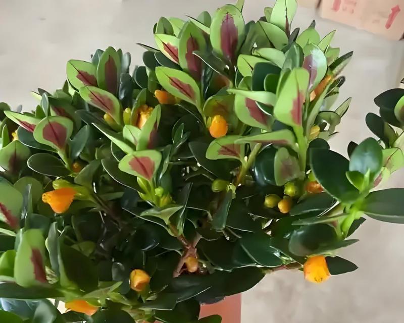 金鱼花有哪些功效和作用？
