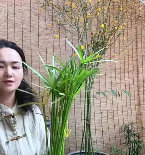 水竹生长缓慢怎么办？如何养好水竹？