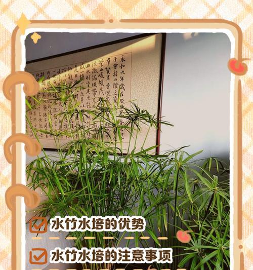 水竹生长缓慢怎么办？如何养好水竹？