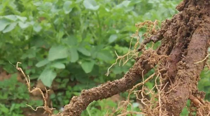 植物烧根了怎么办？如何快速识别和处理？
