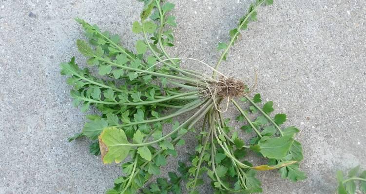 植物烧根了怎么办？如何快速识别和处理？