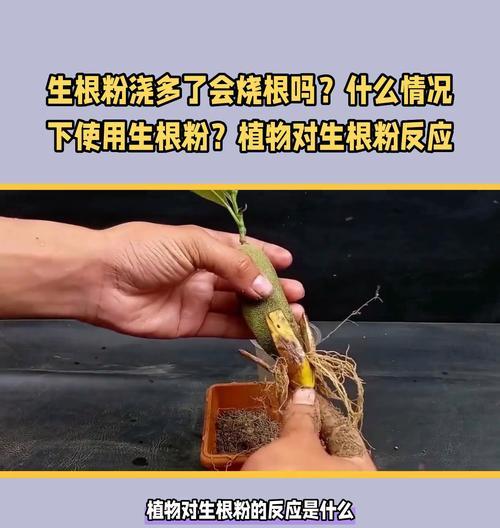 植物烧根了怎么办？如何快速识别和处理？