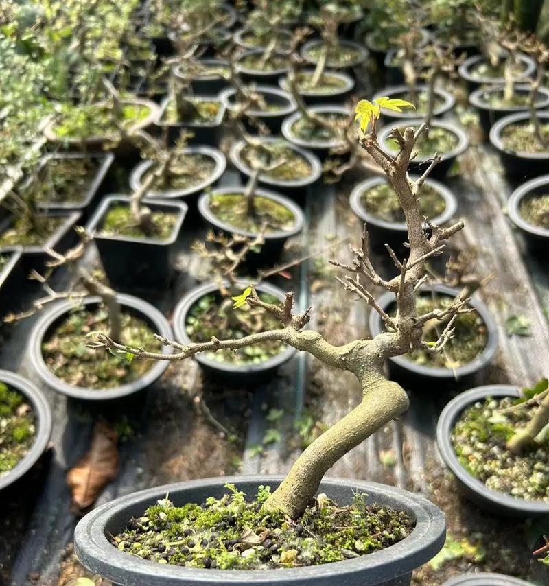 榆树盆景制作步骤详解？需要哪些工具和材料？