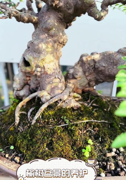 榆树盆景制作步骤详解？需要哪些工具和材料？