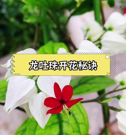 龙吐珠的养殖环境和护理要点有哪些？