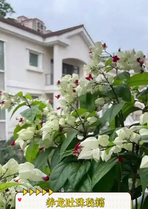 龙吐珠的养殖环境和护理要点有哪些？