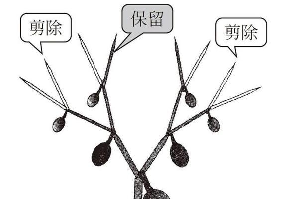 豆瓣绿摘心的最佳时机是什么时候？摘心后如何促进分枝？
