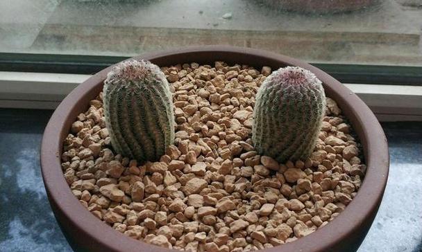 仙人球长尖了该如何处理？