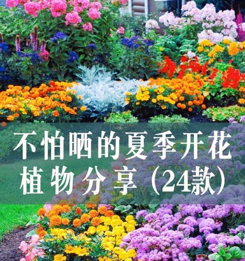 毛茉莉的养殖要点是什么？如何使其花开不断？