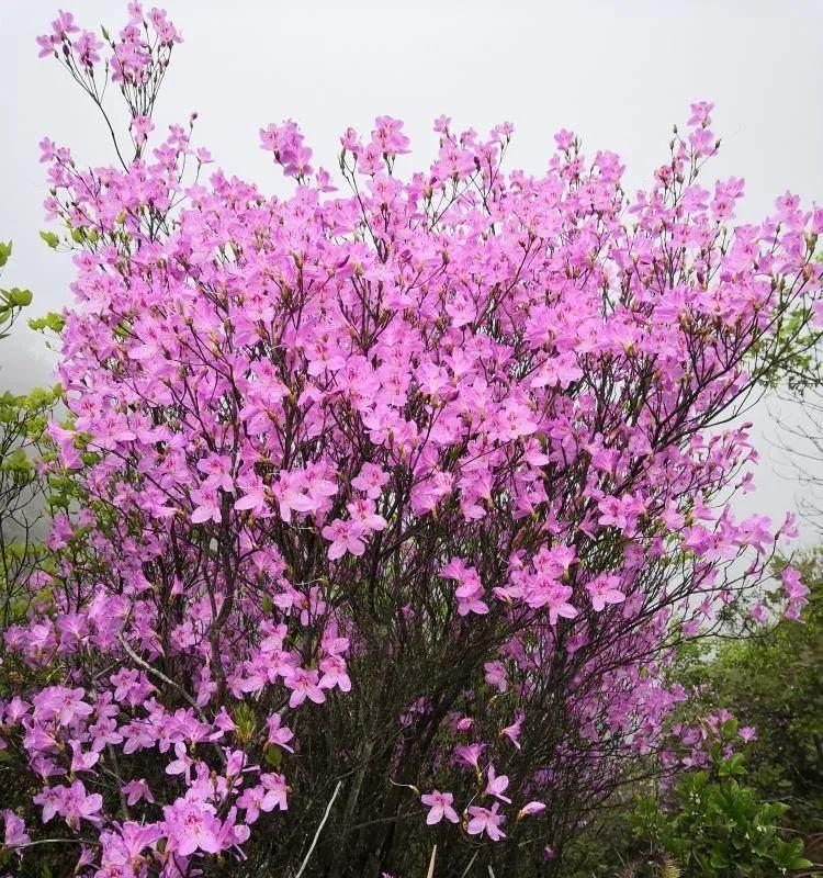 野生杜鹃花品种有哪些？如何区分不同种类的杜鹃花？