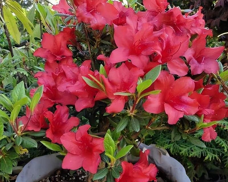 野生杜鹃花品种有哪些？如何区分不同种类的杜鹃花？