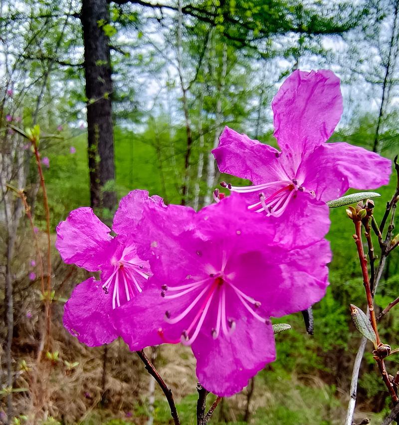 野生杜鹃花品种有哪些？如何区分不同种类的杜鹃花？