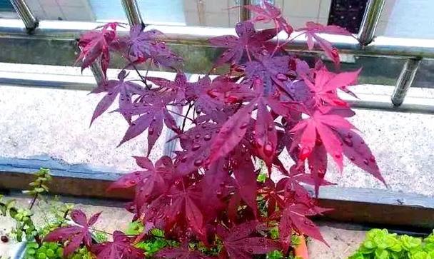 红枫盆栽养护技巧有哪些？怎样保持其叶片鲜红？