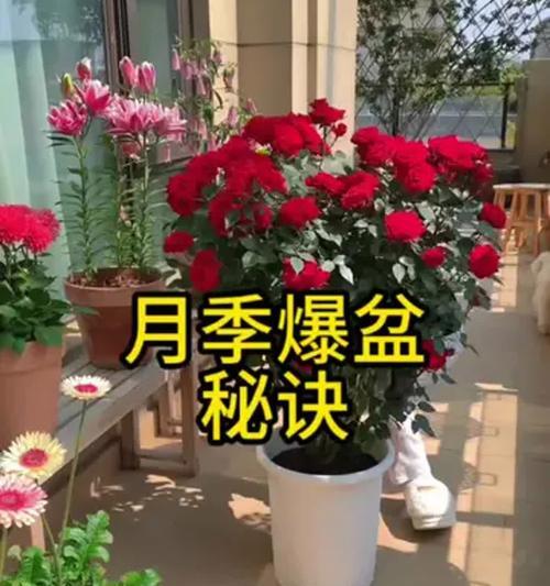 月季爆盆的秘诀是什么？