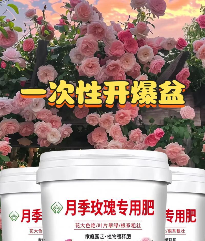 月季爆盆的秘诀是什么？