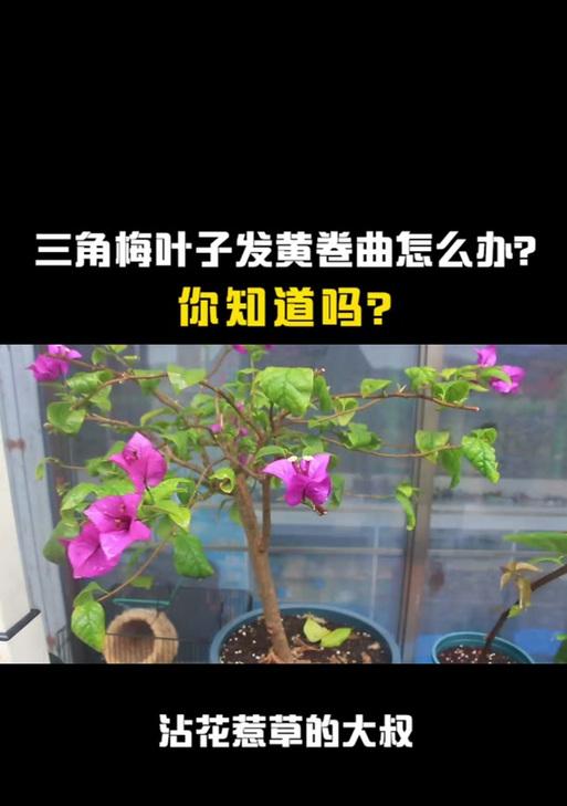三角梅落叶原因及解决办法？