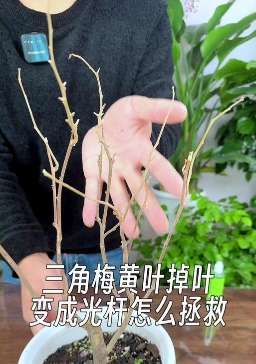 三角梅落叶原因及解决办法？