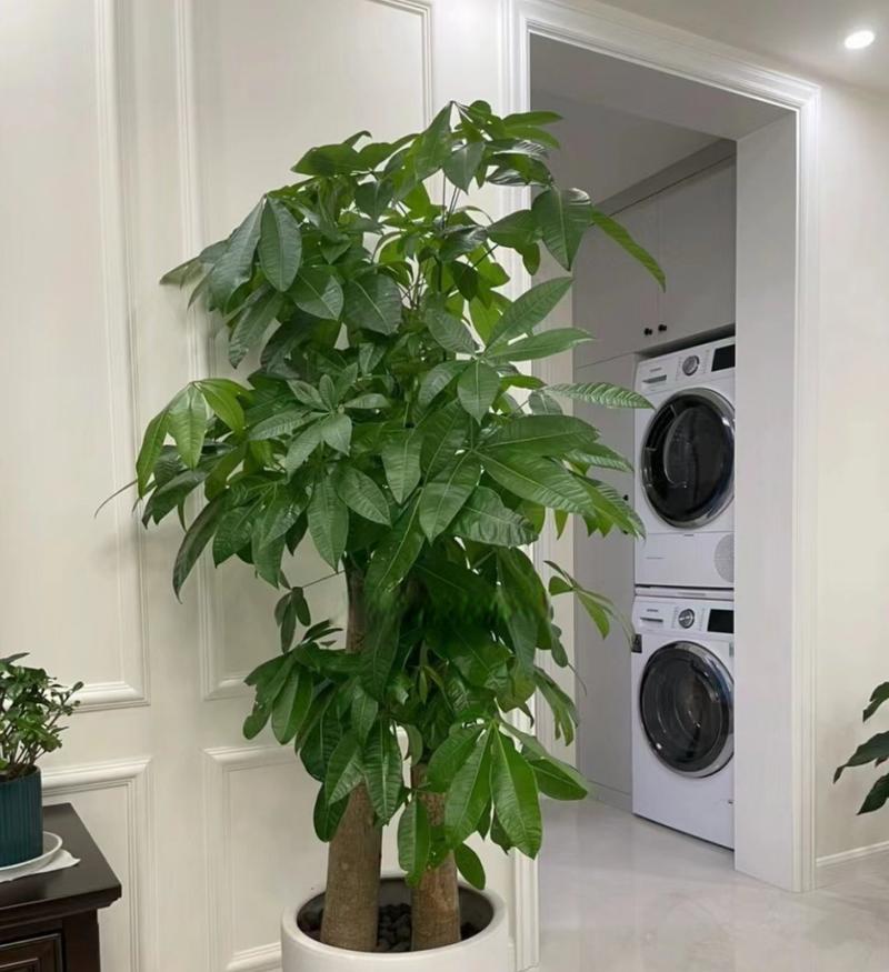 喜阳的绿植有哪些？如何照顾喜阳的室内植物？