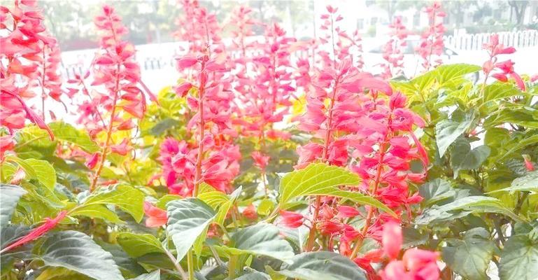 喜阳的绿植有哪些？如何照顾喜阳的室内植物？