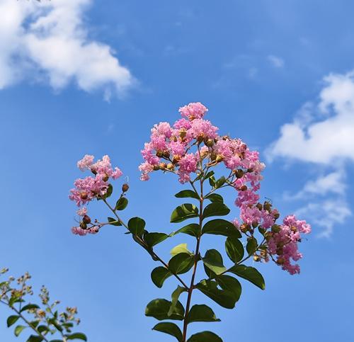 秋季有哪些花盛开？它们的花语和养护方法是什么？