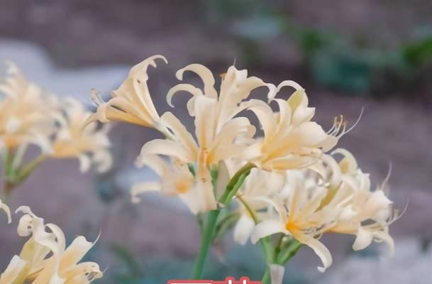根系花卉有哪些种类？它们的养护方法是什么？