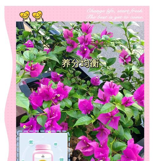 如何促进玫瑰快速开花？有哪些有效方法？