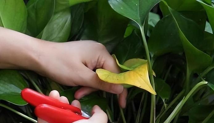 绿萝叶子繁殖的正确步骤和技巧是什么？