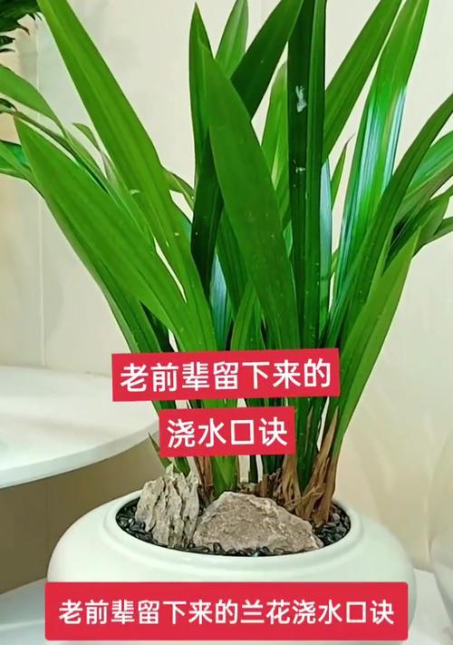 冬季兰花的浇水和养护要点？
